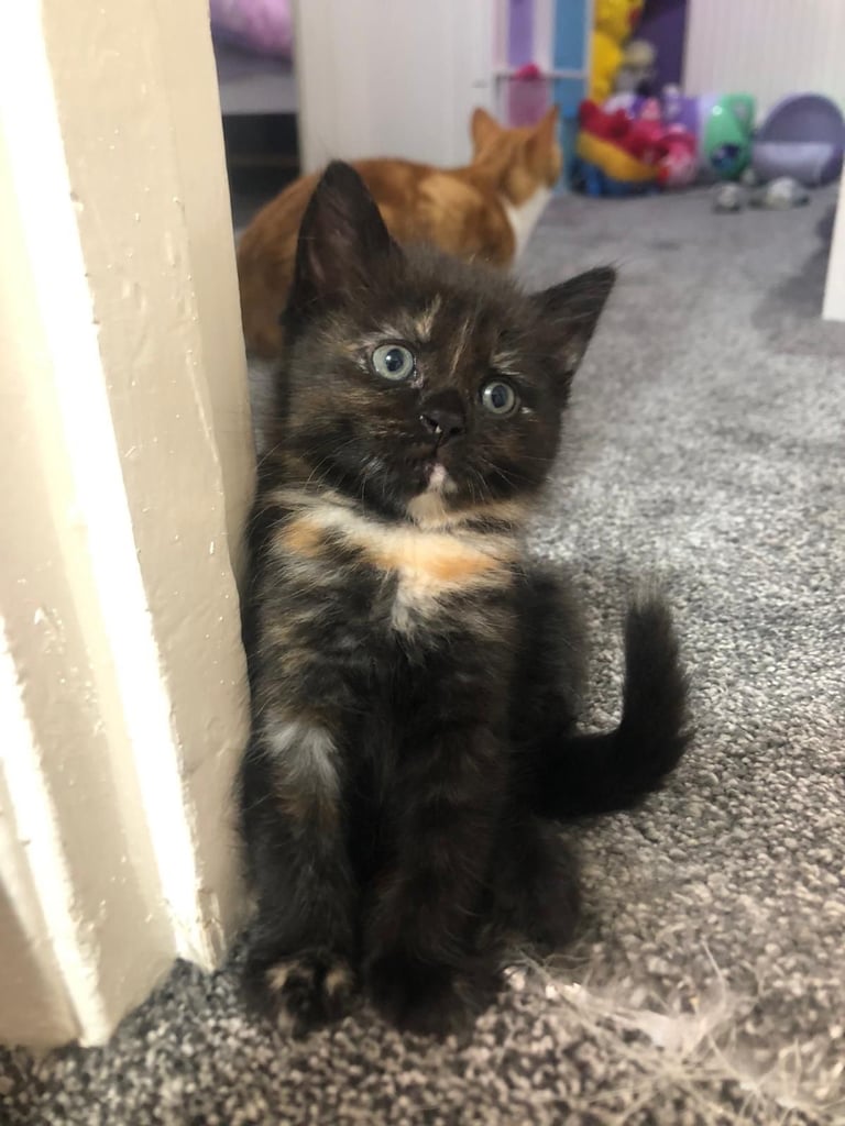 Siamese cross kittens looking for lovely forever homes. 