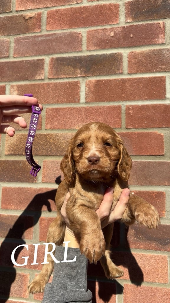 KC Cocker Spaniel Puppies