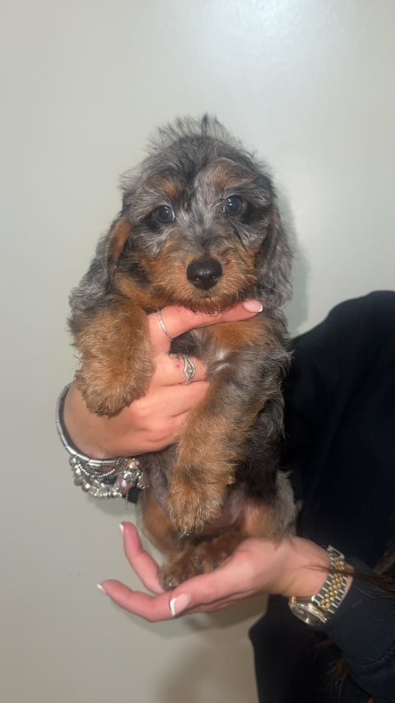 LAST TWO DAPPLE DACHSHUND BOY PUPPIES 