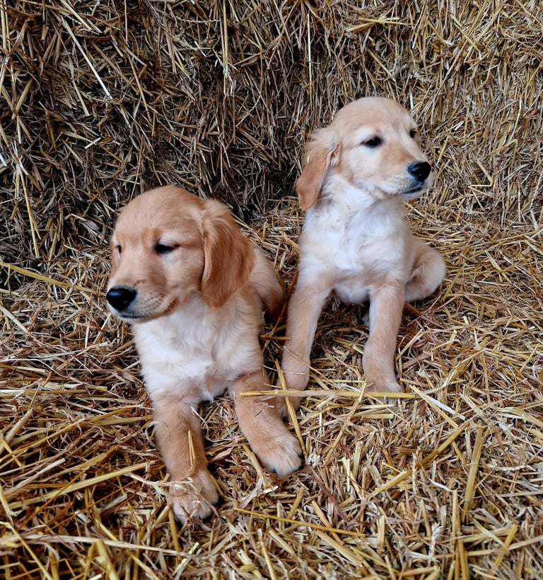 Beautiful retrievers ready to leave noww. 