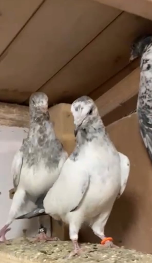 Pakistani Hi- flying  pigeons 