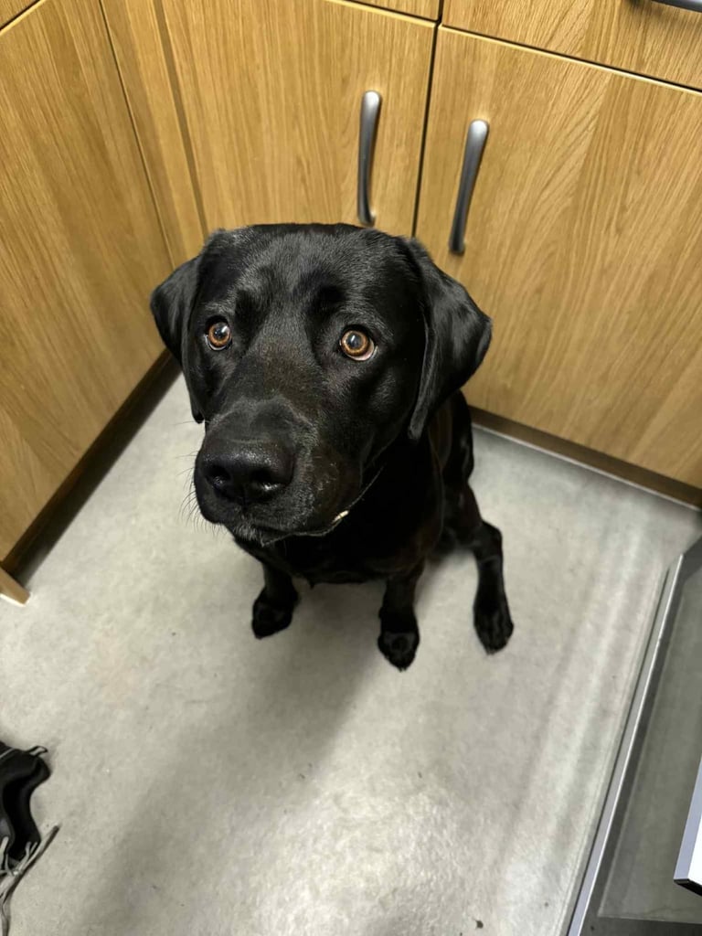Black male Labrador 19 month old *HENRY*
