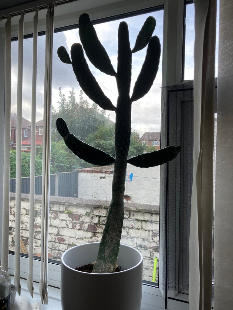 image for Meter high cactus