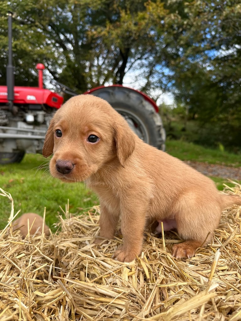 Labrador Retriever Puppies