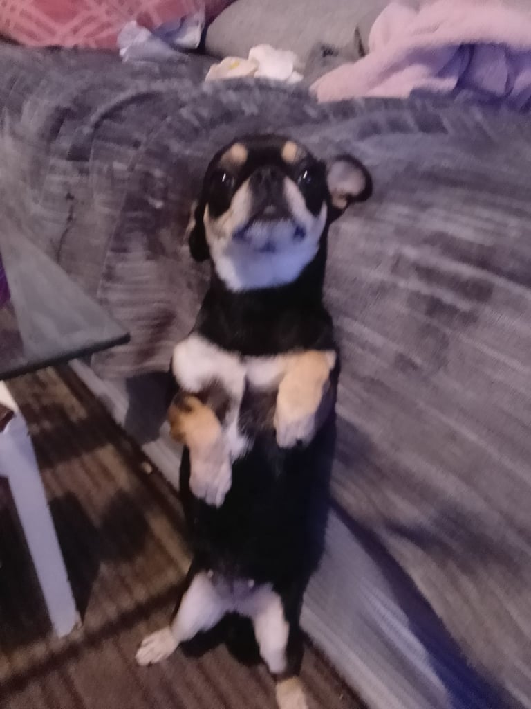 Chihuahua 