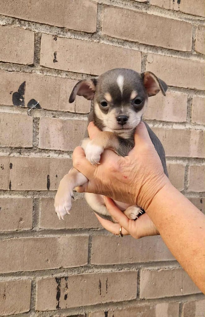 🐾 🩷 Blue Chihuahua Girls – 7 Weeks Old 🐾