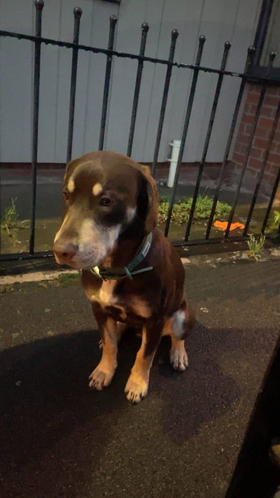 image for Puppy for sale