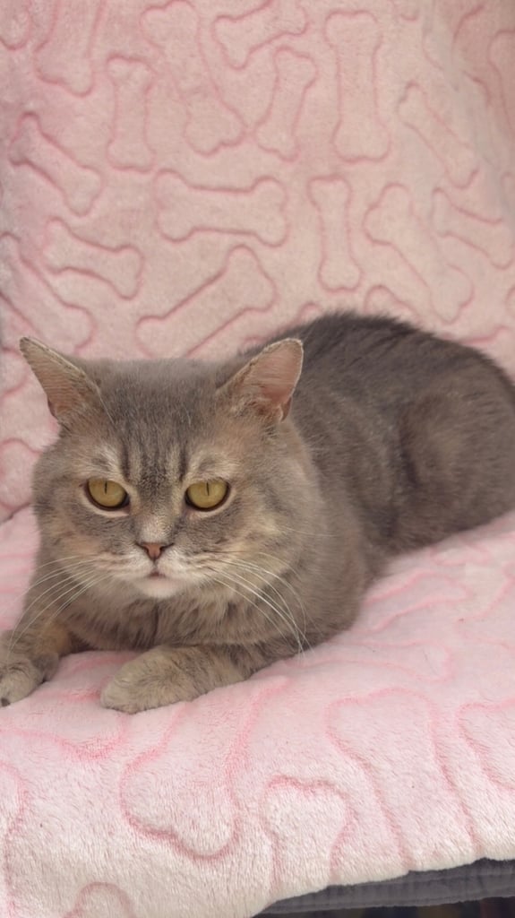 Cute and chunky male British shorthair kitten