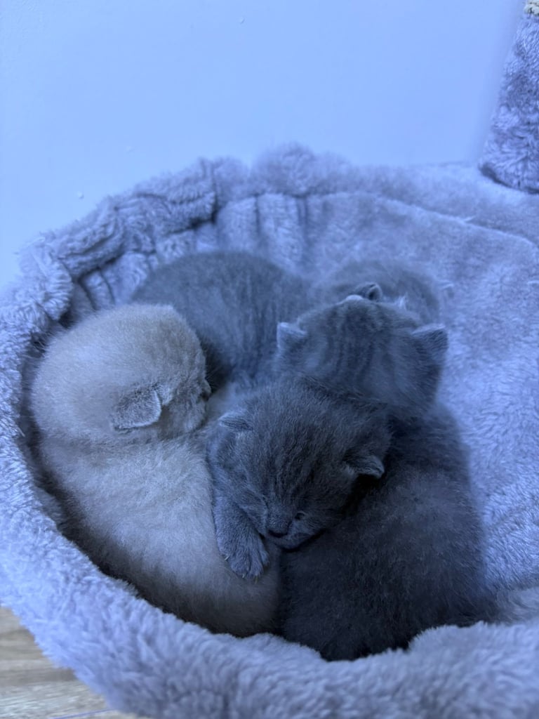 Kitten biritish shorthair 