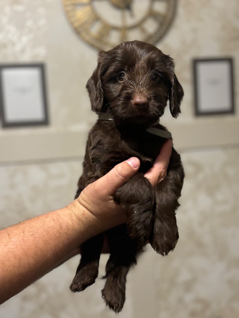 READY TO LEAVE NOW COCKERPOO❤️