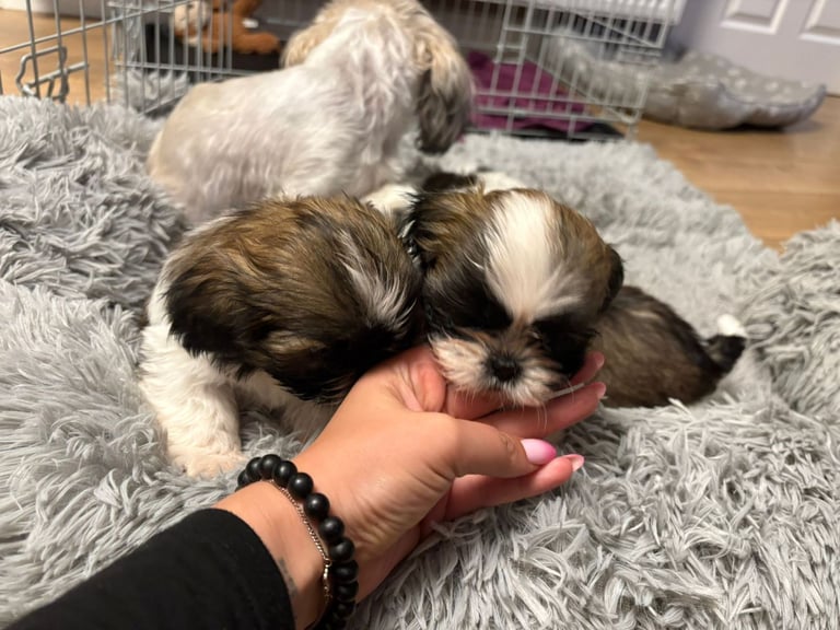 Beautiful puppy for sale