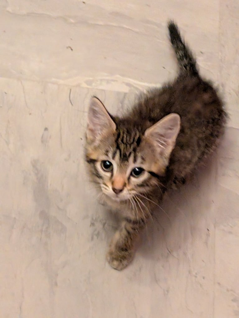Stunning tabby kitten