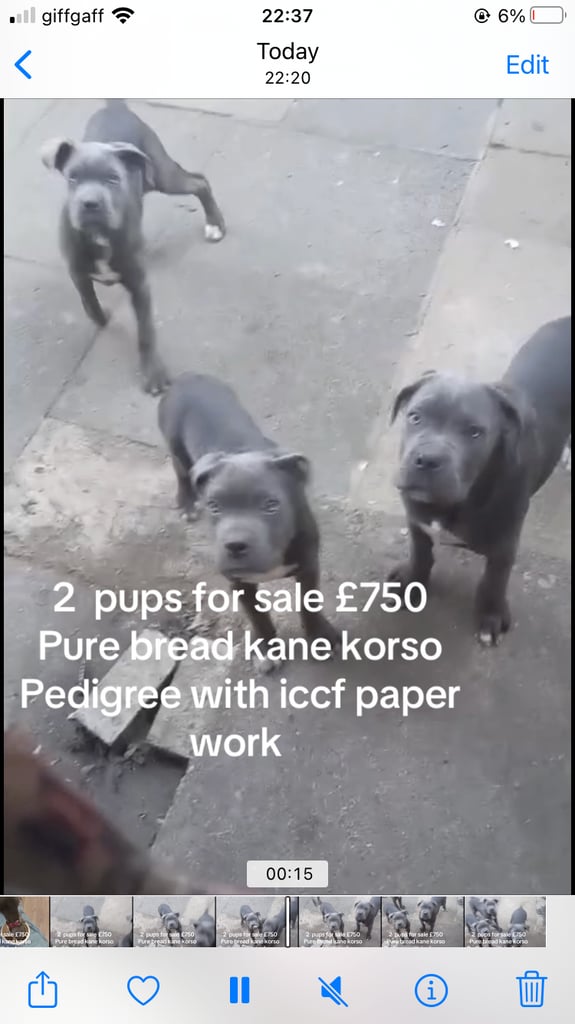 Pups