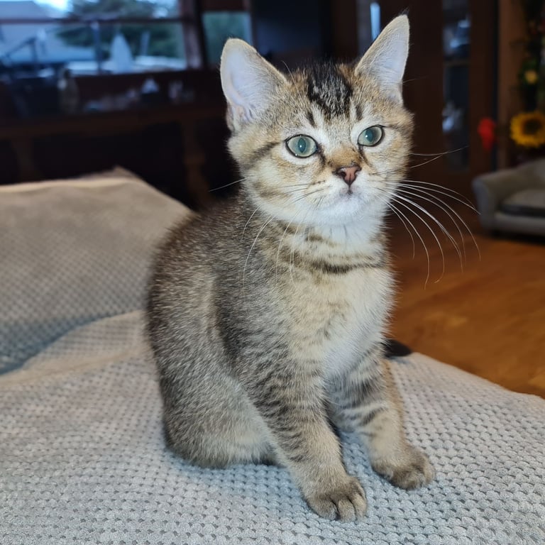 Two British Shorthair cross kittens for sale 