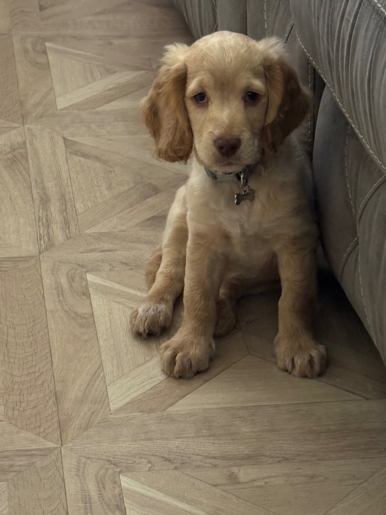 10 week old cockapoo 