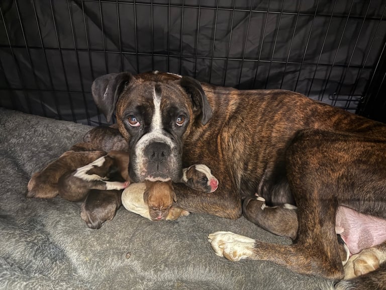 Beautiful boxer puppies 