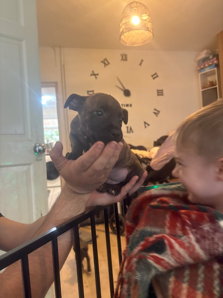 Ready to leave Staffordshire bull terrier pups 