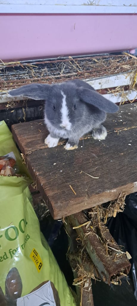 Baby mini lop bunnies 