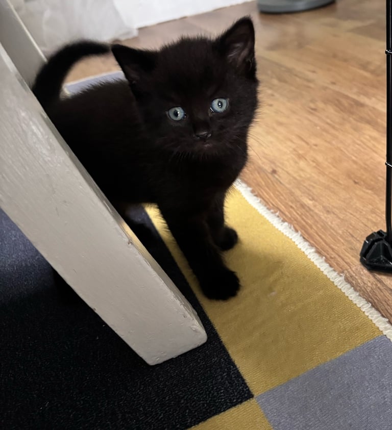 9wk old kitten only one left SOLD  