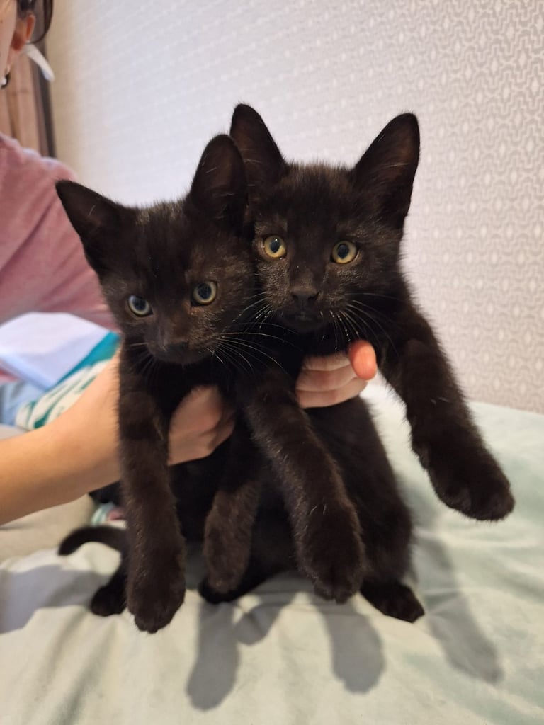Lovely kittens for sale 