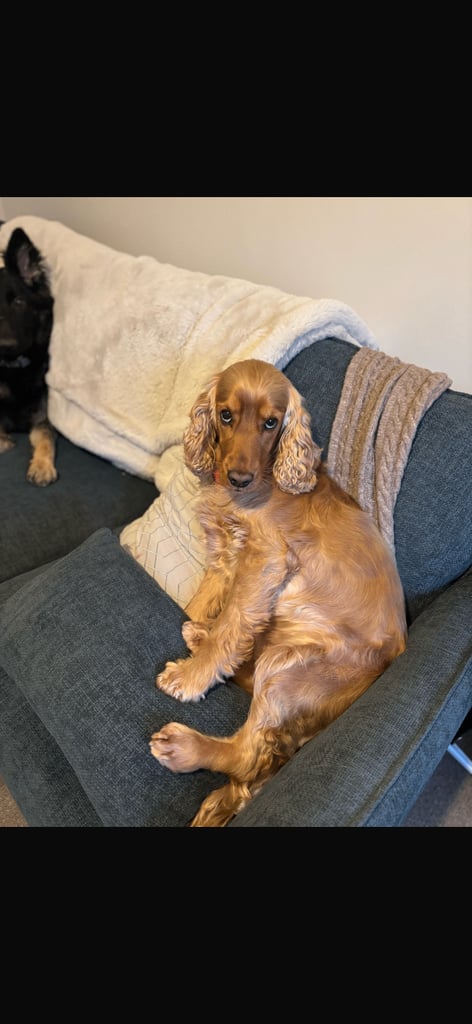 Beautiful black cocker spaniel puppies 
