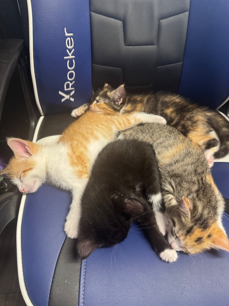 6 beautiful kittens ready to go 