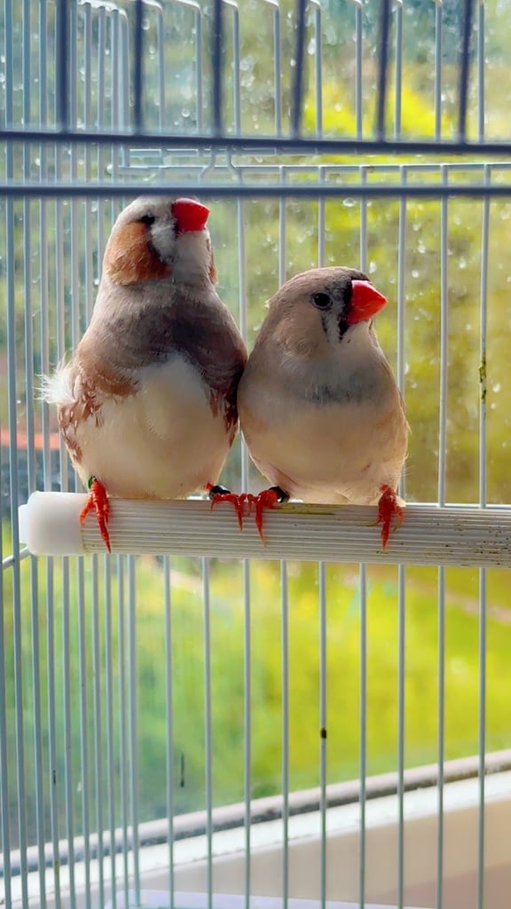4 PAIRS OF BIG EXHIBITION SIZED CLOSE RUNG (ZFS) ZEBRA FINCHES