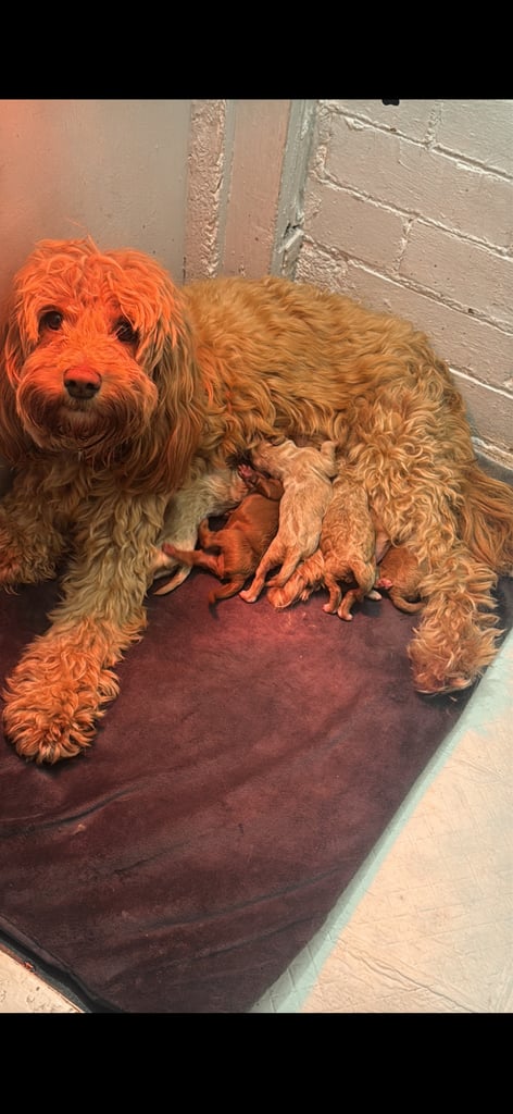 Stunning f1b cockapoo pup