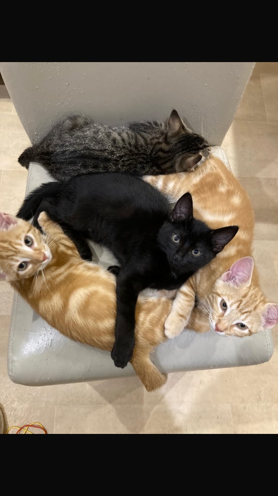 Beautiful kittens for sale