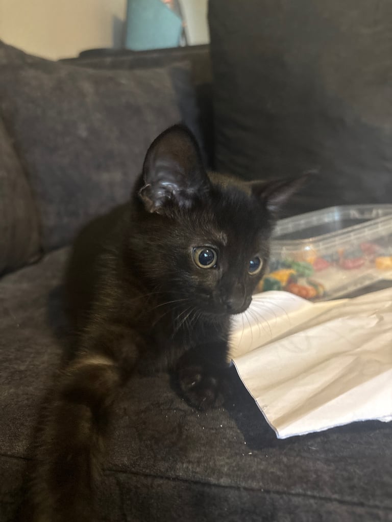image for Kitten 