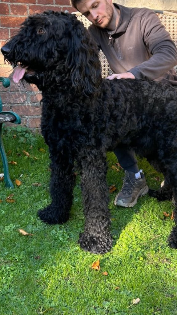 Bruno.Wonderful 1 year old Bermedoodle  Seeks New Bestie