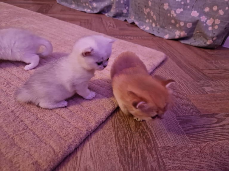 Silver Shaded Registered British Shorthair Chinchila Kitten