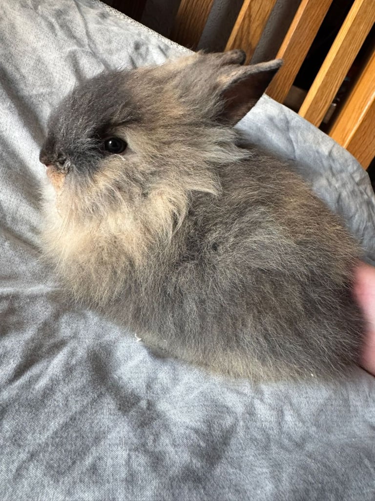 Brown lionhead male bunny