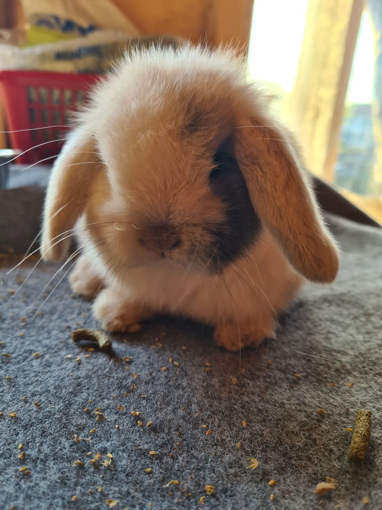  # mini lop