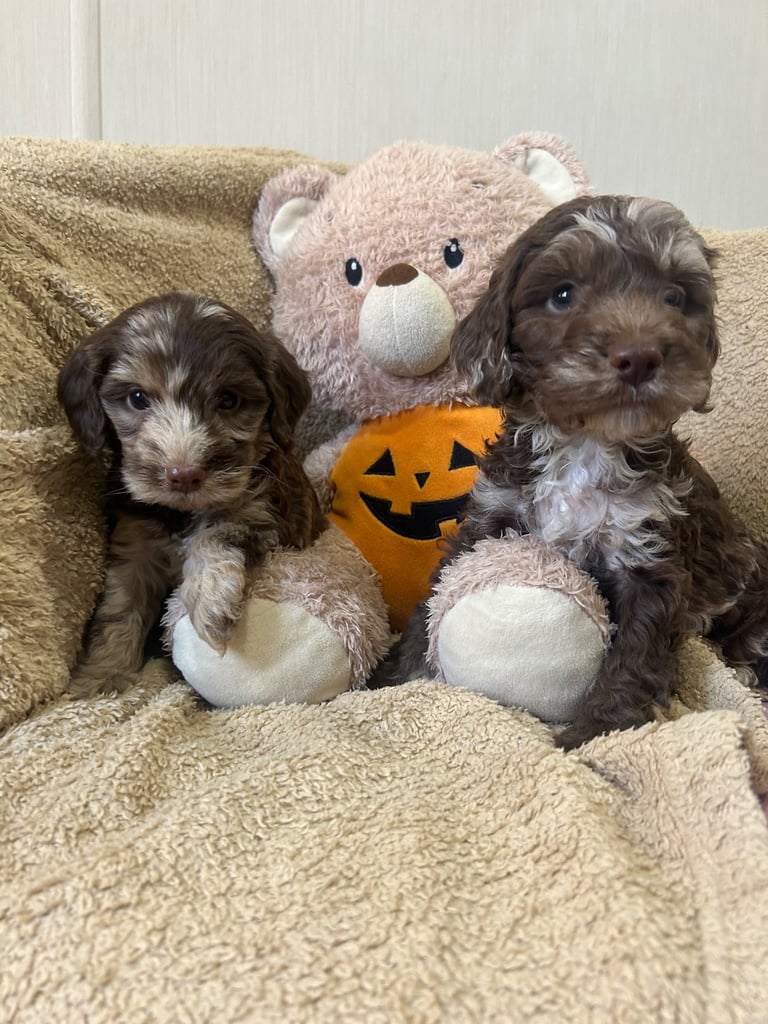 Beautiful Cockerpoo Puppies
