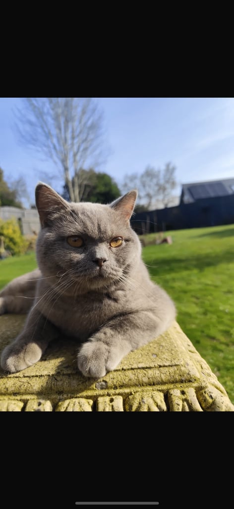 Pedigree British shorthair  