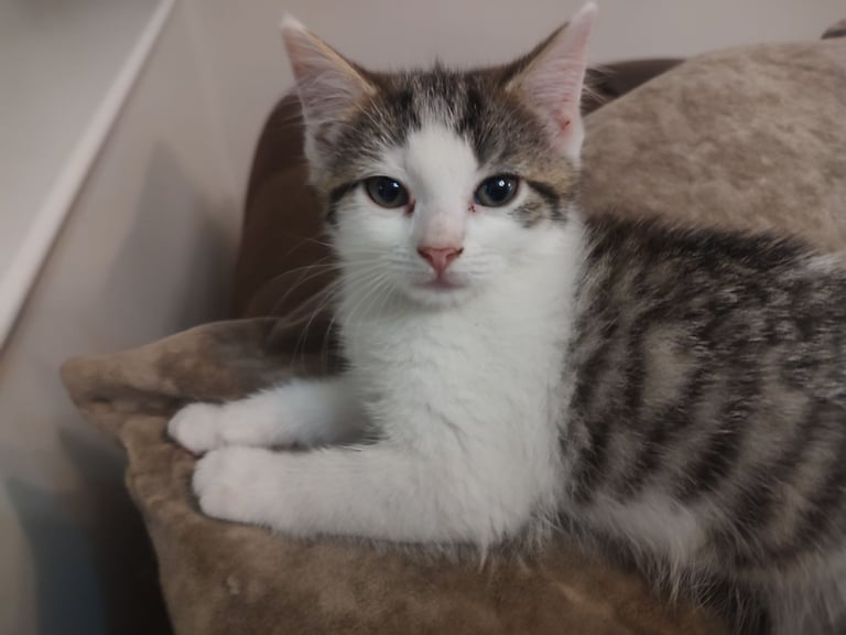 Three stunning kittens available this weekend 
