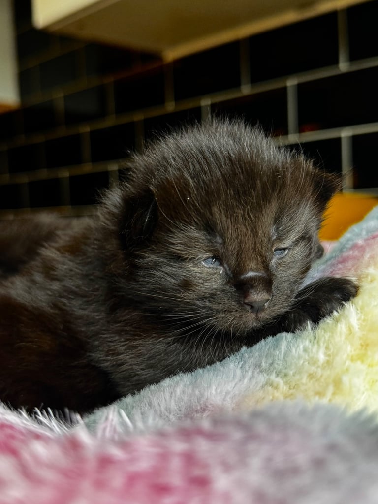 Ragcoon Kittens