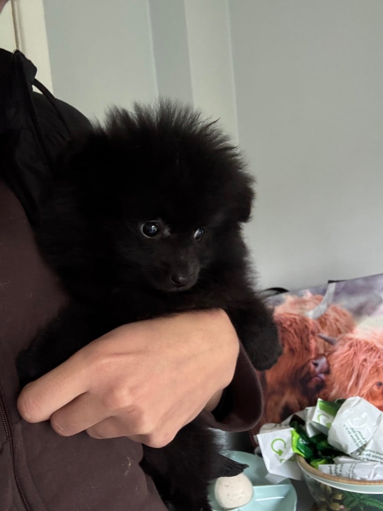 Pomeranian Puppy 
