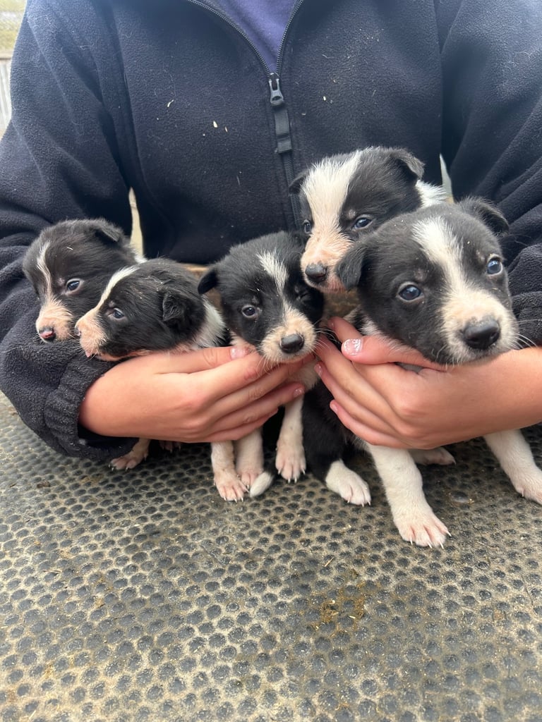 Border Collie pups 
