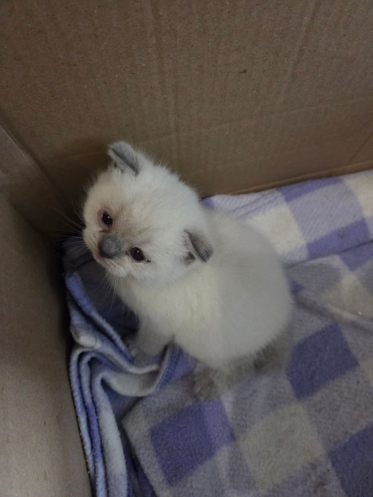 image for Gorgeous british short hair kitten