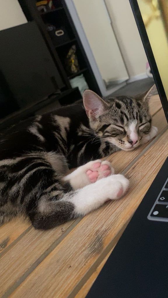 Friendly tabby kitten 6 months ready for new home 