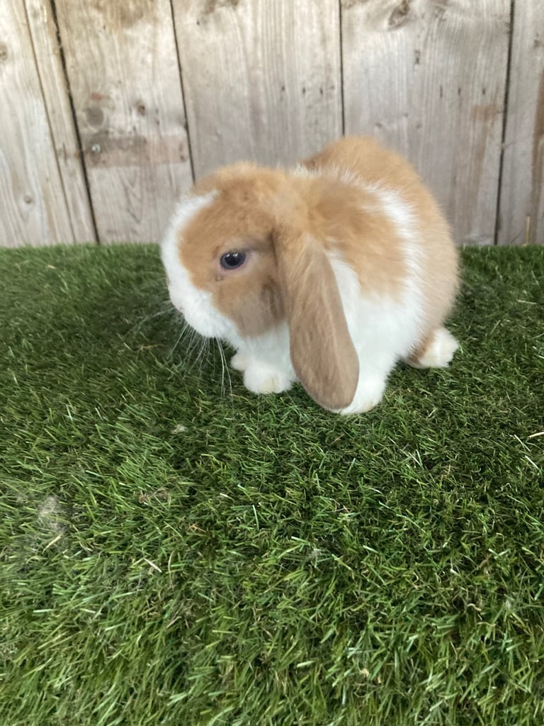 image for Purebred mini lops 