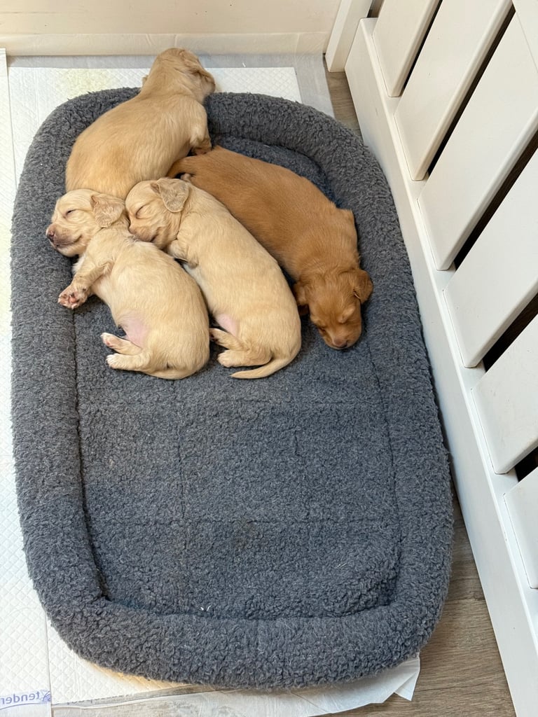 image for Longhaired Miniature Dachshunds 