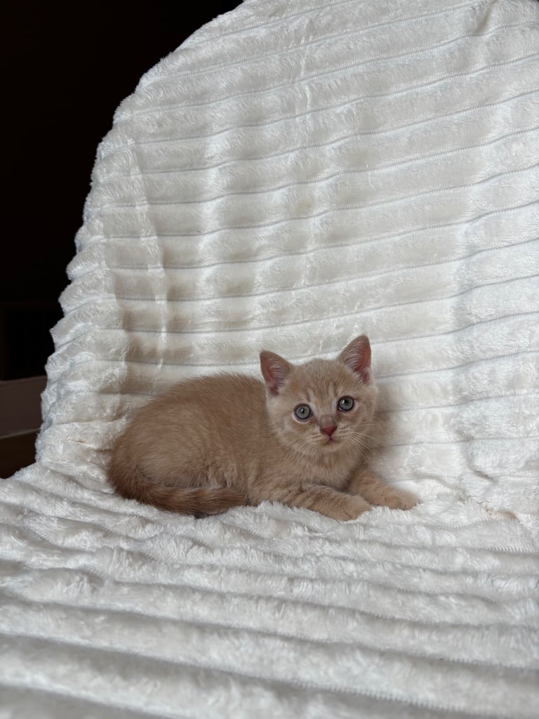 GCCF BRITISH SHORTHAIR & BRITISH LONGHAIR KITTENS