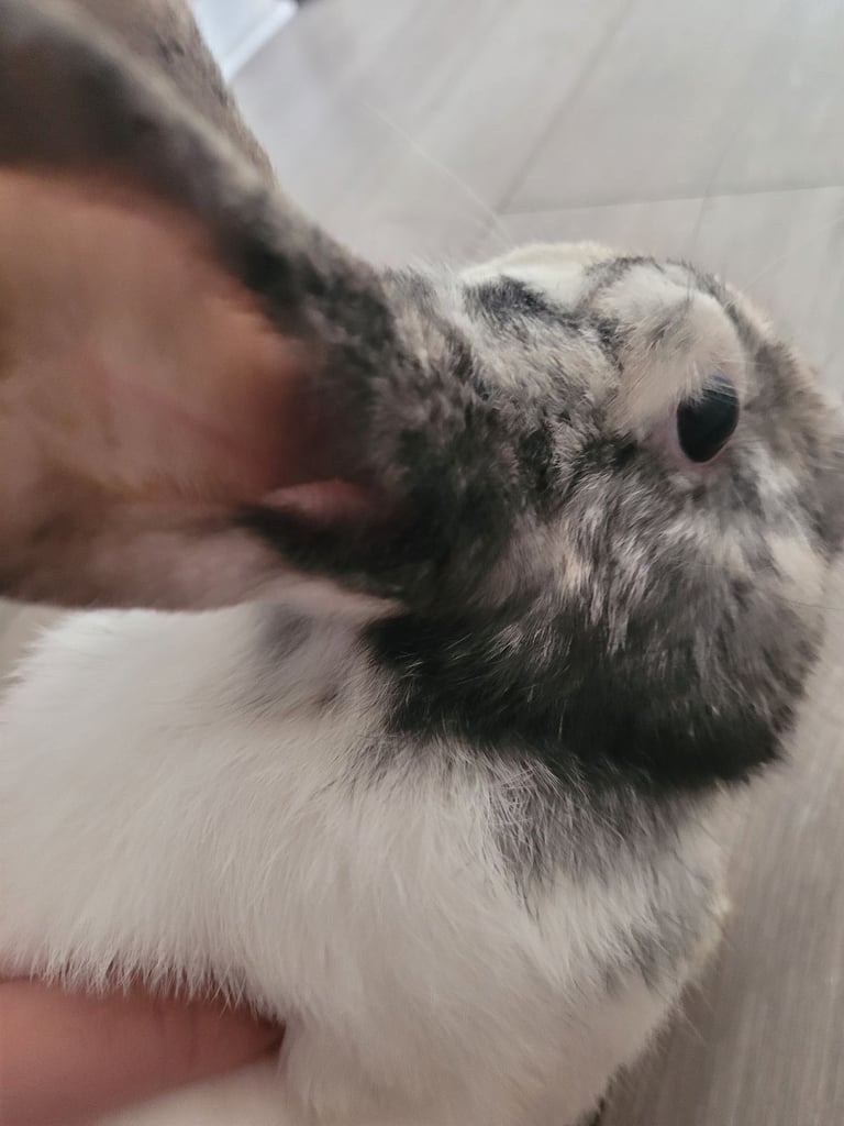Black and white bunny 