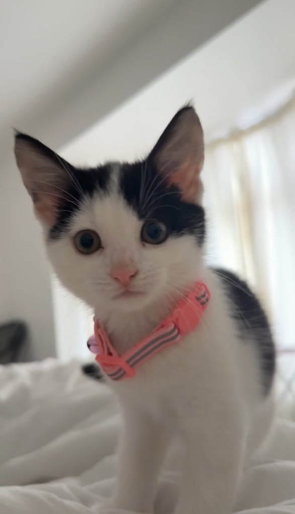 Kitten