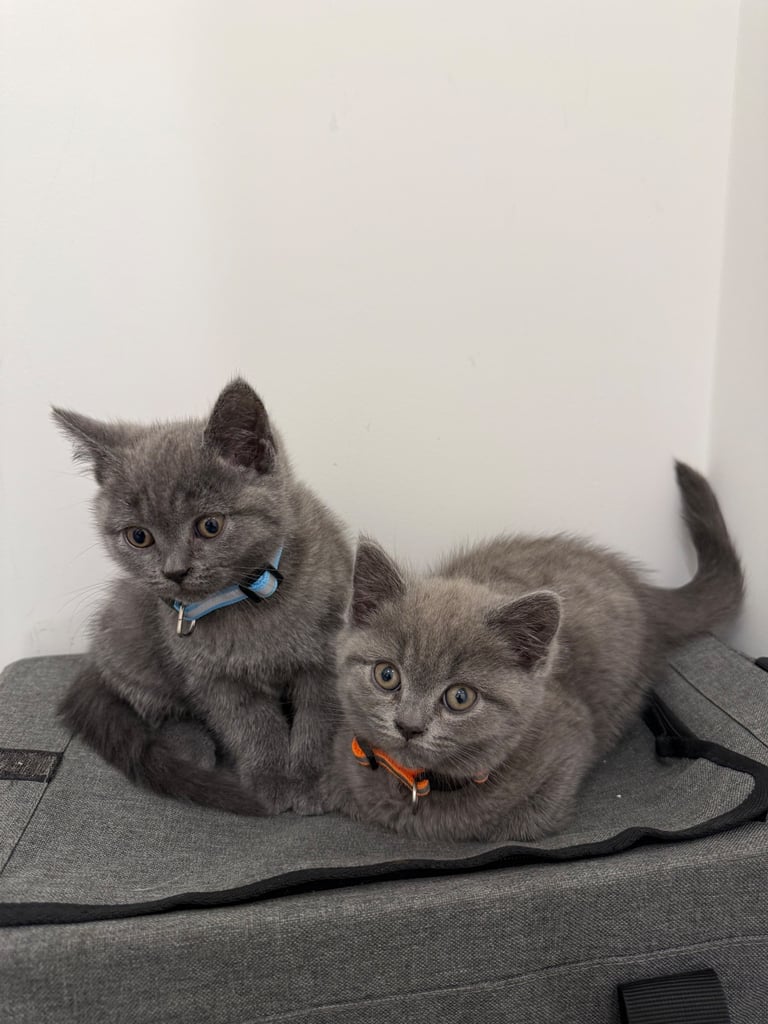 Gorgeous Blue Kittens – British Shorthair x Russian Blue Mix 