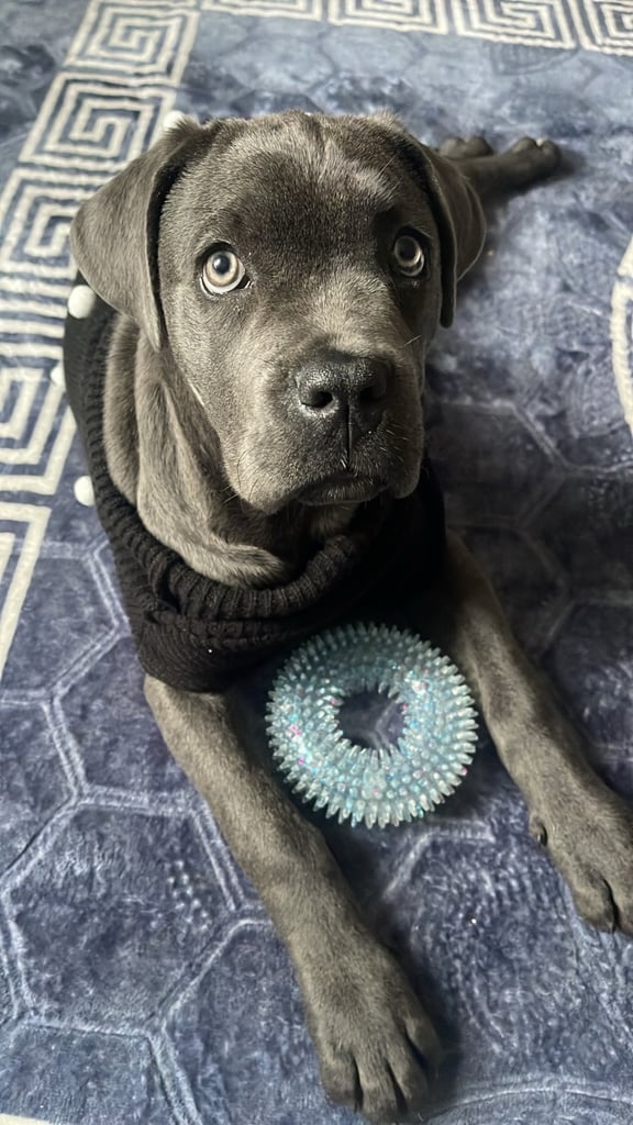 Healthy 1-Year-Old Female Cane Corso- Looking for a loving Home