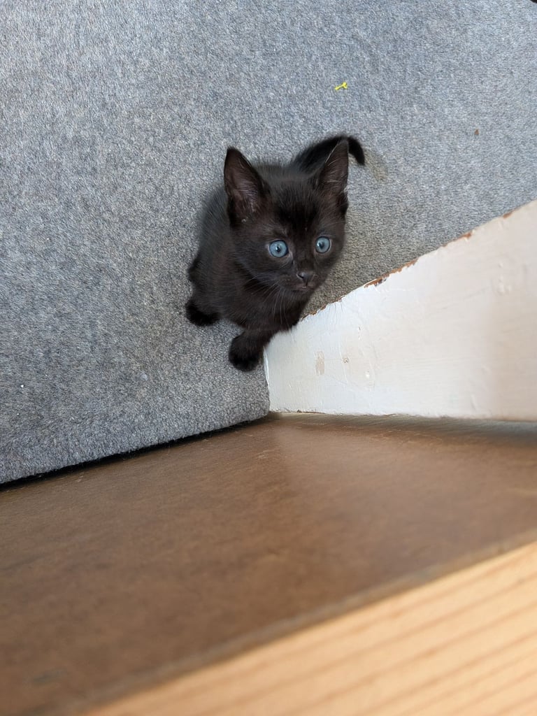 Gorgeous 8 week old kittens